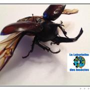 Allomyrina dichotomus gros plan