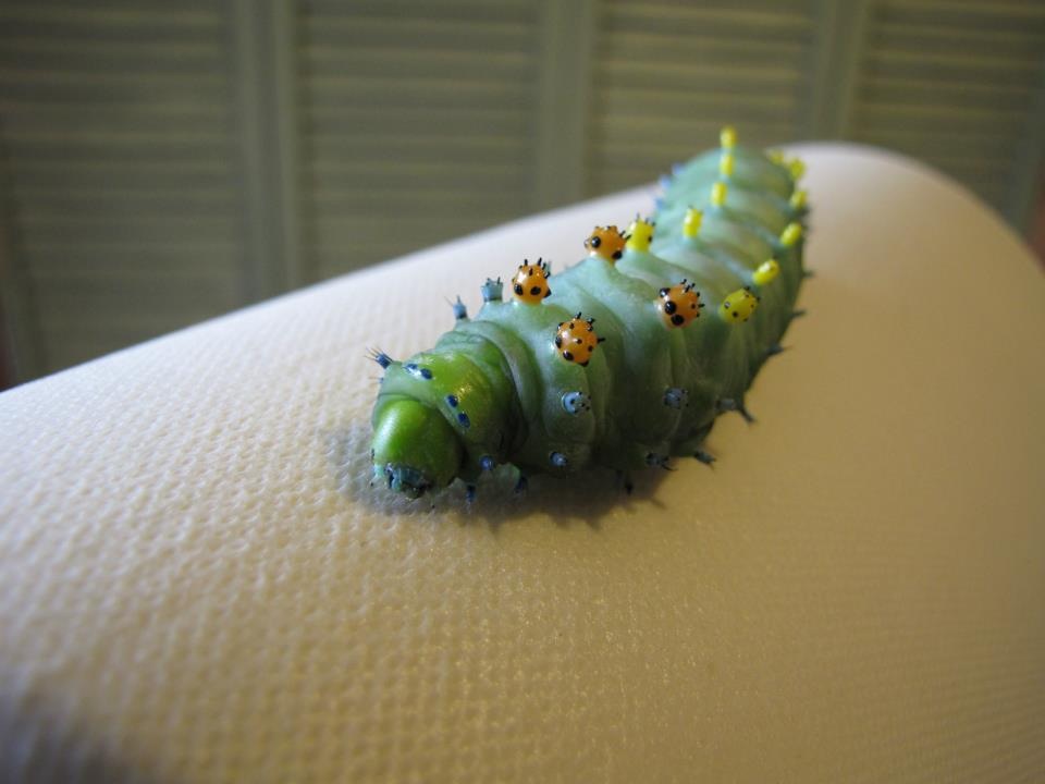 Chenille spéciale de nos élevages/Spécial caterpilar from our farm