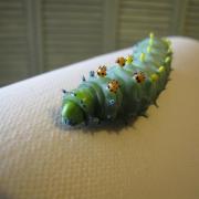 Chenille spéciale de nos élevages/Spécial caterpilar from our farm