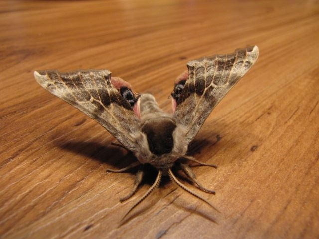 Visite d'un papillon de la nature/ visit from a nature moth