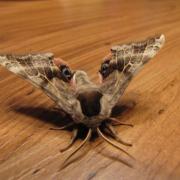Visite d'un papillon de la nature/ visit from a nature moth