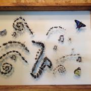 Les Insectes en fête !