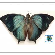 Memphis glauce