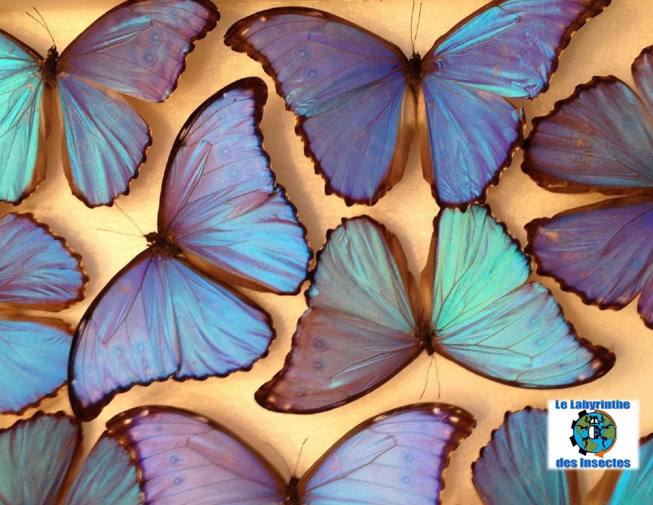 Multi morpho