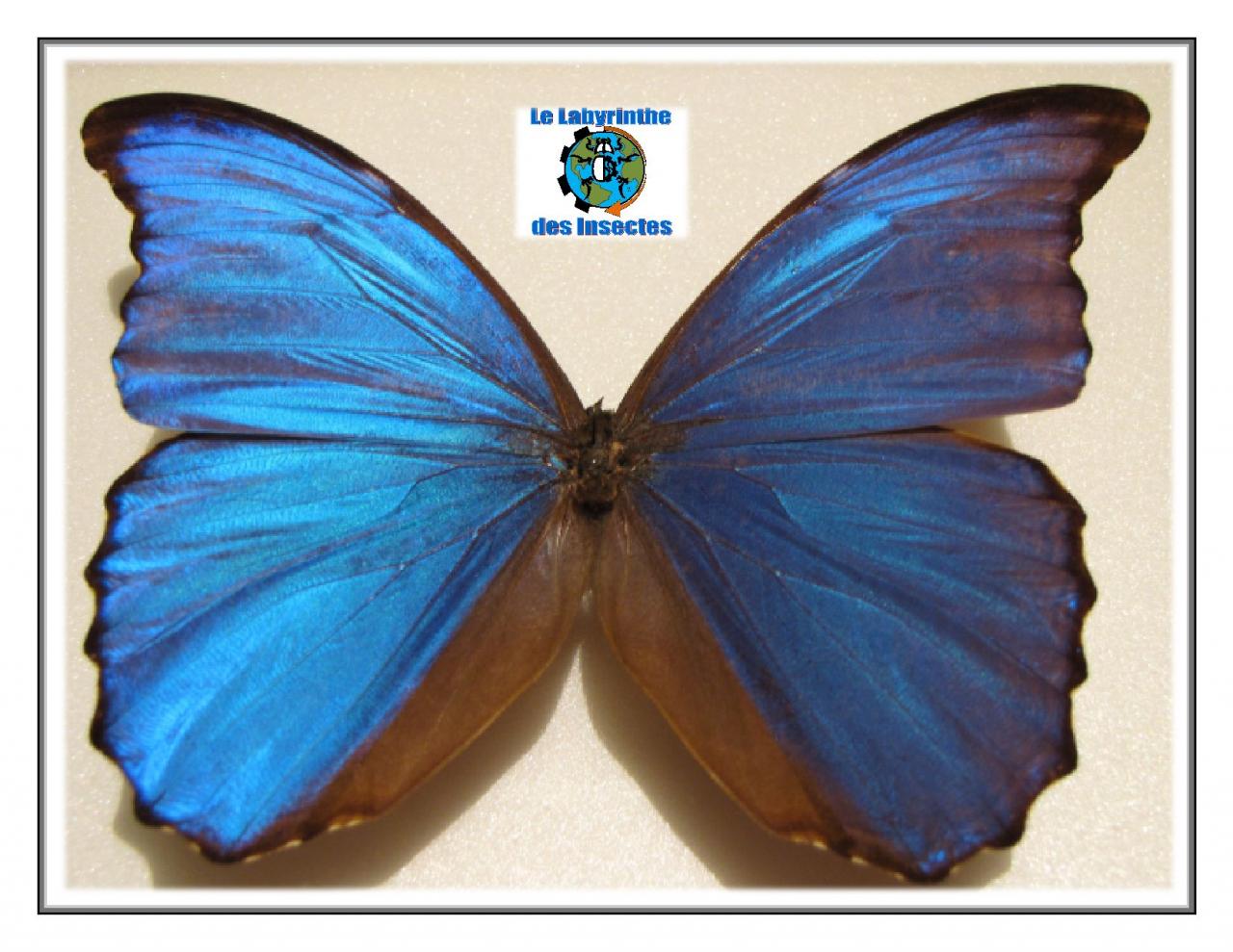 Morpho Bleu