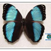 Morpho Achilles