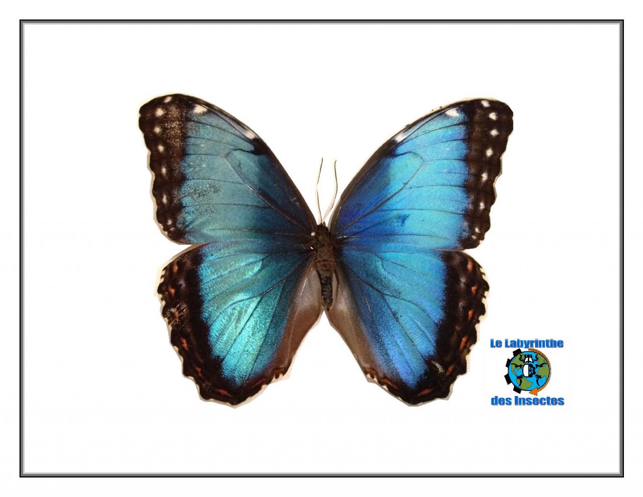 Morpho peleides
