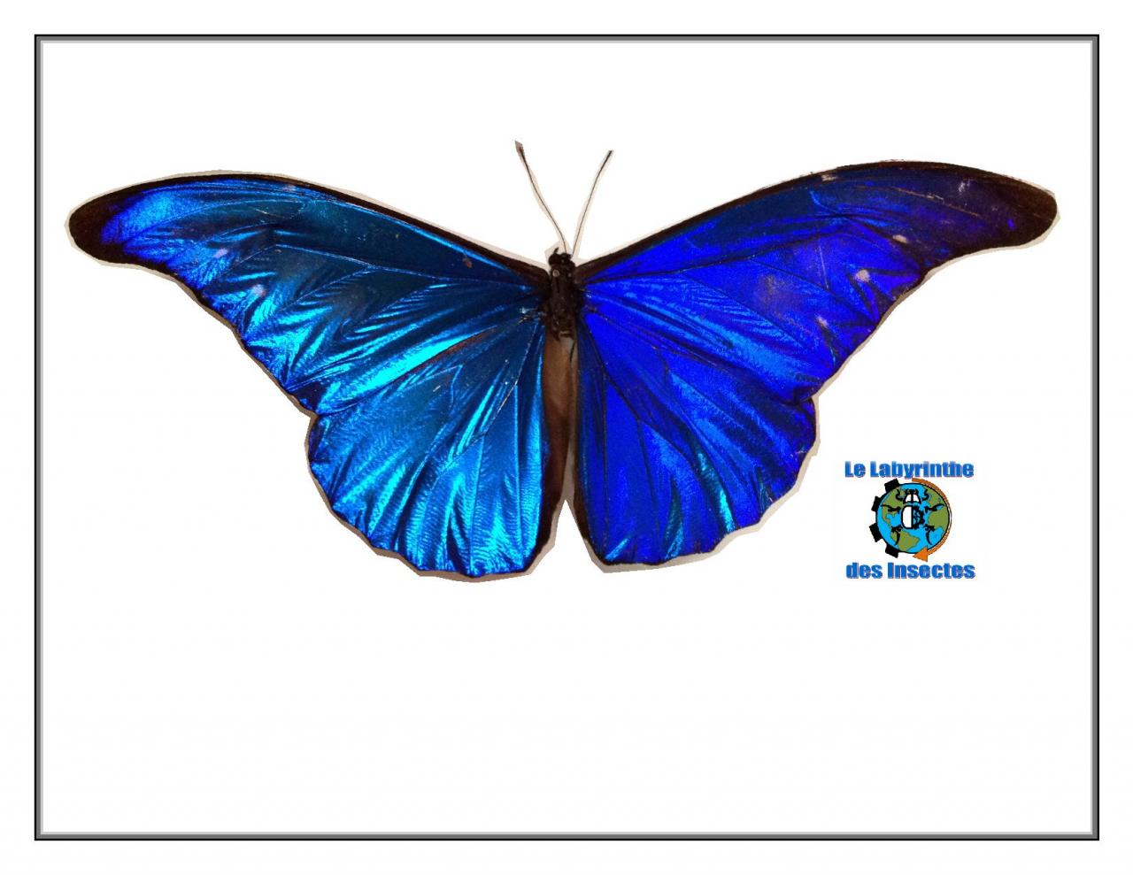 Morpho (Cypritis) rhetenor