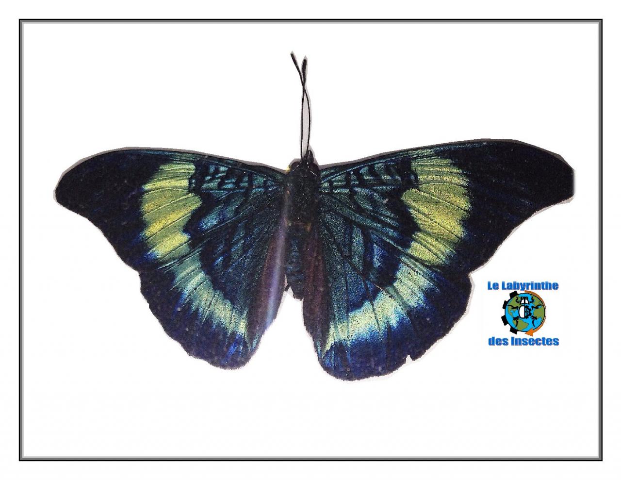 Papillon brosse pieds
