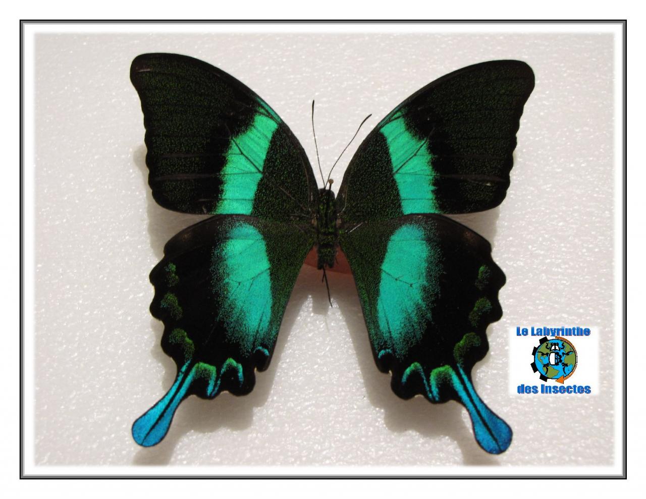 Papilio blumei