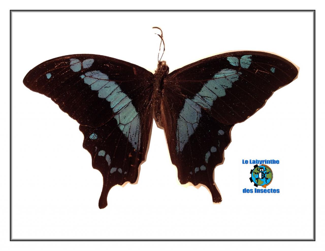 Papilio Oribazus